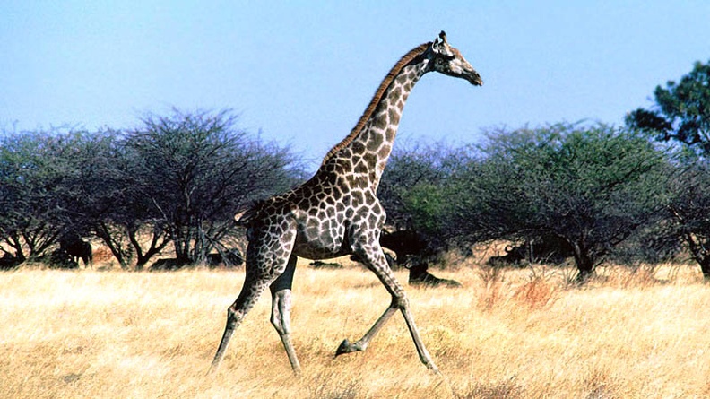 Strolling Along, Giraffe